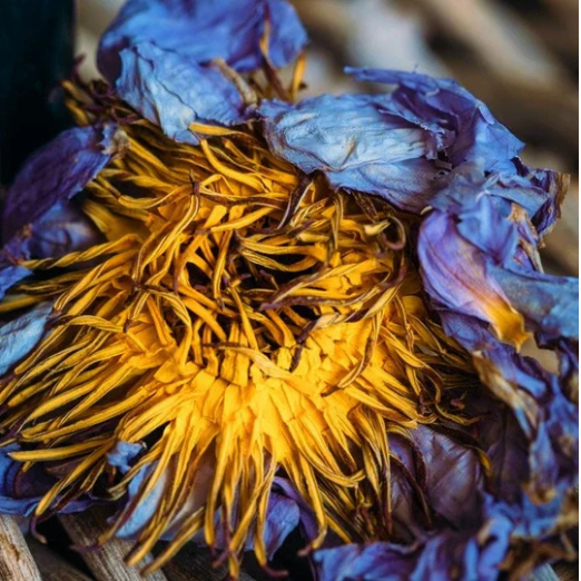 Blue Lotus Flowers