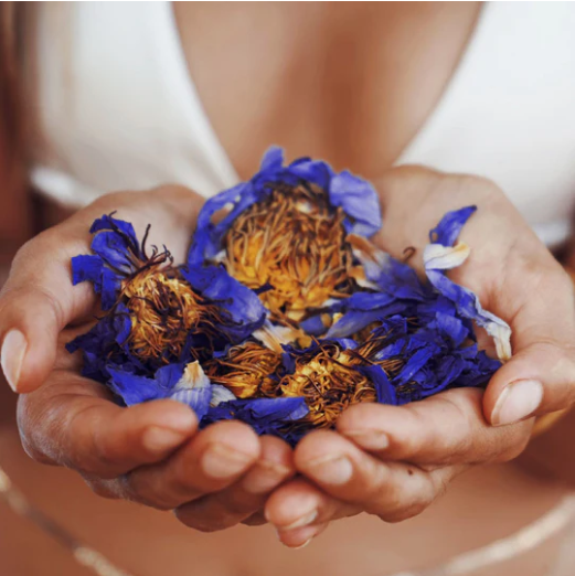 Blue Lotus Flowers